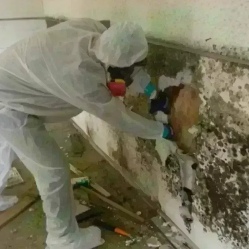 Mold Remediation and Removal in Fruit Heights, UT